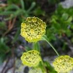 Bupleurum stellatum Λουλούδι