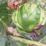 Solanum dasyphyllum Fruit