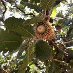 Quercus ithaburensis फल