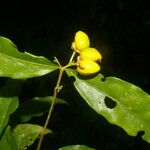Malpighia glabra Λουλούδι