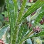 Echinacea pallida Leaf