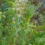 Aloysia citriodora Habitus