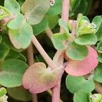 Euphorbia serpens List