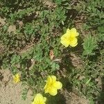 Oenothera drummondii Habitus