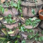 Passiflora edulis Lapas