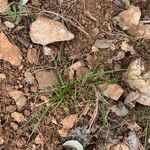 Carex pedunculata Deilen