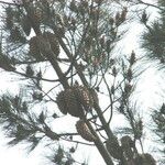 Pinus attenuata Агульны выгляд