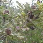 Banksia robur फल