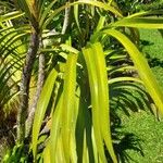 Grammatophyllum speciosum Lapas