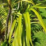 Grammatophyllum speciosum Leaf