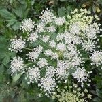 Imperatoria ostruthium Libunga