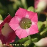 Nicotiana tabacum Blomma