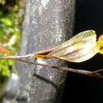 Specklinia microphylla 其他