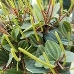 Peperomia quadrangularis Leht