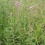 Cirsium arvense Alkat (teljes növény)