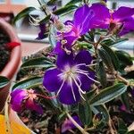 Tibouchina granulosaКветка