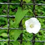 Calystegia silvatica Çiçek