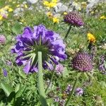 Scabiosa lucida Fleur