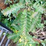 Phyllanthus niruri 葉