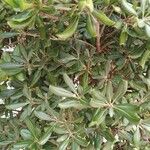 Pittosporum tobiraFolla