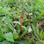 Equisetum arvense Habit