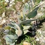 Gomphocarpus swynnertonii आदत