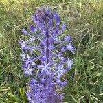Nectaroscilla hyacinthoides Flor