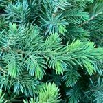 Juniperus rigida Levél