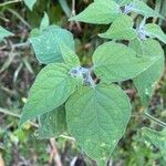 Physalis peruvianaLeaf