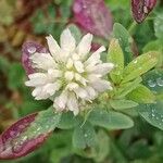 Trifolium alexandrinum 花