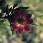 Anemone multifida Květ