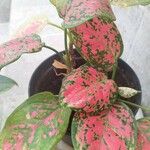 Aglaonema commutatumLeaf