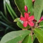 Jatropha integerrima Blüte