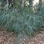 Acacia cognata Fuelha