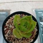 Haworthia cymbiformisFoglia