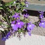 Lobelia erinusFlower