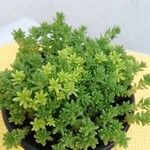 Sedum japonicum Lapas