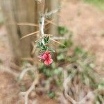 Indigofera spinosa Flower