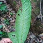 Chaetocarpus schomburgkianus Hoja