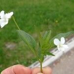 Viola pumila Blatt