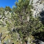 Juniperus thuriferaFulla