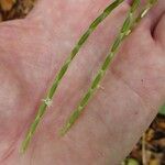 Guaduella oblonga Fruto