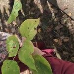 Catalpa speciosaFolha