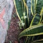 Sansevieria trifasciata Blatt