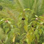 Callicarpa pedunculata Buveinė