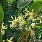 Dendrobium comatum Flower