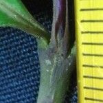 Psychotria deflexa Ŝelo
