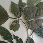 Inga brachystachys Otro