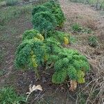 Brassica oleracea Habitus