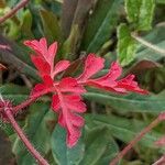 Geranium robertianum Ліст